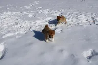 AKC Euro, a male Shiba Inu for sale in New Bloomfield, PA – Photo 8 of 10