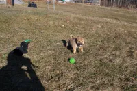 AKC Pedigree , a female Shiba Inu for sale in New Bloomfield, PA – Photo 3 of 10