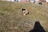 AKC Pedigree , a female Shiba Inu for sale in New Bloomfield, PA – Photo 4 of 10