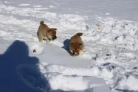 AKC Euro, a male Shiba Inu for sale in New Bloomfield, PA – Photo 4 of 10