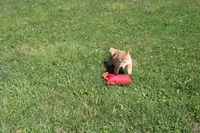 AKC February  , a female Shiba Inu for sale in New Bloomfield, PA – 2 of 10