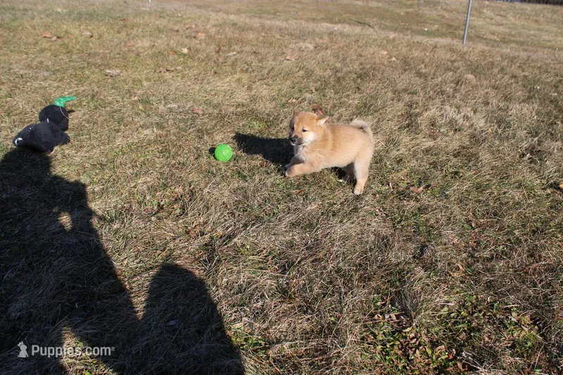 AKC Pedigree  – Shiba Inu puppy for sale in New Bloomfield, PA