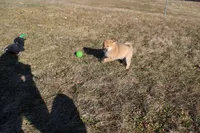 AKC Pedigree , a female Shiba Inu for sale in New Bloomfield, PA – Photo 1 of 10