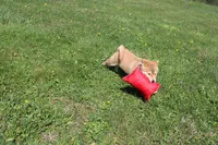 AKC February  , a female Shiba Inu for sale in New Bloomfield, PA – 6 of 10