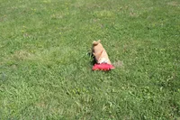 AKC February  , a female Shiba Inu for sale in New Bloomfield, PA – 3 of 10