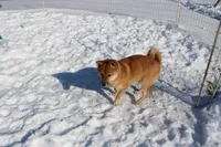 AKC Pedigree , a female Shiba Inu for sale in New Bloomfield, PA – Photo 8 of 10