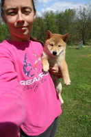 AKC February  , a female Shiba Inu for sale in New Bloomfield, PA – 7 of 10