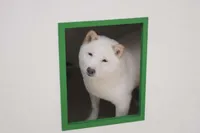 AKC February  , a female Shiba Inu for sale in New Bloomfield, PA – Photo 6 of 7