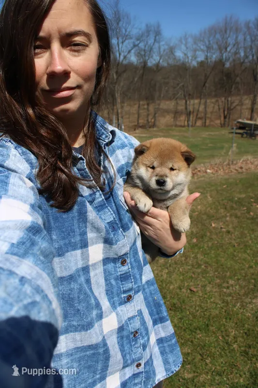AKC February   – Shiba Inu puppy for sale in New Bloomfield, PA