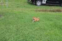 AKC Charmander, a female Shiba Inu for sale in New Bloomfield, PA – 2 of 8