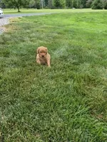 AKC Helen , a female Golden Retriever for sale in New Bloomfield, PA – 2 of 8