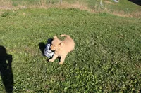 AKC Courage , a female Golden Retriever for sale in New Bloomfield, PA – 4 of 9