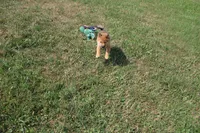 AKC KitKat, a female Shiba Inu for sale in New Bloomfield, PA – 3 of 8