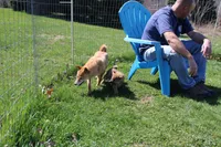 Misty, a female Shiba Inu for sale in New Bloomfield, PA – 3 of 7