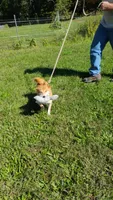 AKC Mary, a female Shiba Inu for sale in New Bloomfield, PA – 9 of 10