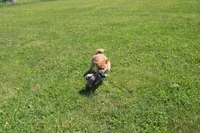 AKC Yen, a female Shiba Inu for sale in New Bloomfield, PA – 3 of 10