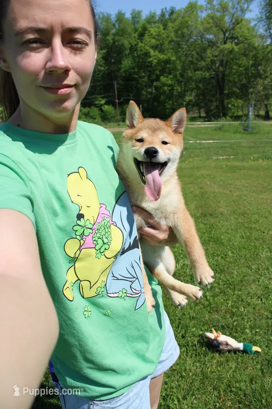 AKC February   – Shiba Inu puppy for sale in New Bloomfield, PA