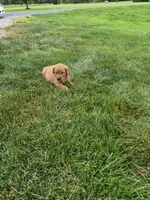 AKC Helen , a female Golden Retriever for sale in New Bloomfield, PA – 4 of 8