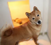 Charmeleon , a female Shiba Inu for sale in New Bloomfield, PA – 10 of 10