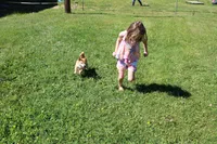 AKC February  , a female Shiba Inu for sale in New Bloomfield, PA – 2 of 10