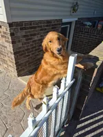 AKC Hamburger , a male Golden Retriever for sale in New Bloomfield, PA – 10 of 10