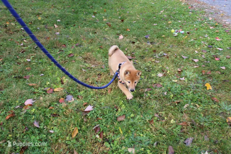 AKC Gladiator – Shiba Inu puppy for sale in New Bloomfield, PA
