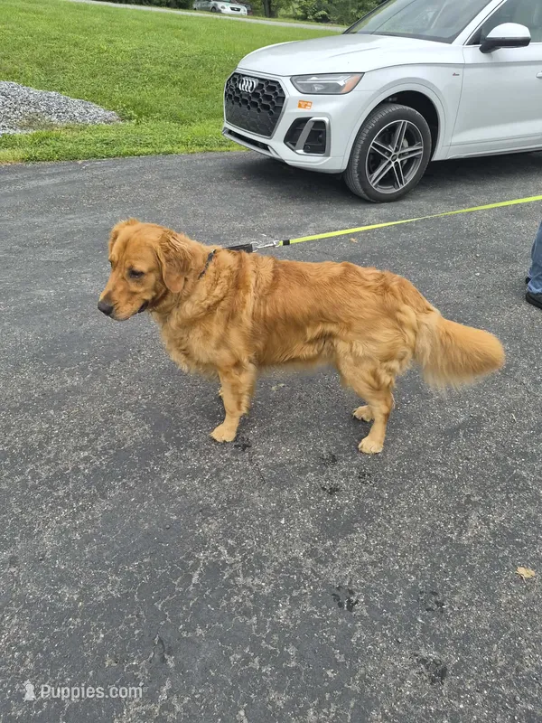Riley – Golden Retriever puppy for sale in New Bloomfield, PA