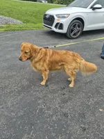 Riley, a male Golden Retriever for sale in New Bloomfield, PA – 1 of 7