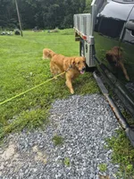 Riley, a male Golden Retriever for sale in New Bloomfield, PA – 3 of 7