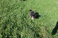 AKC Macchiato , a male Shiba Inu for sale in New Bloomfield, PA – 3 of 9