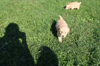 Mandy, a female Golden Retriever for sale in New Bloomfield, PA – 4 of 10