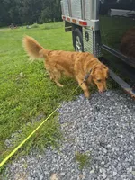 Riley, a male Golden Retriever for sale in New Bloomfield, PA – 4 of 7