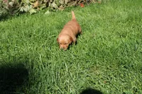 AKC Bullseye , a male Golden Retriever for sale in New Bloomfield, PA – 2 of 8