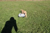 AKC Courage , a female Golden Retriever for sale in New Bloomfield, PA – 2 of 9