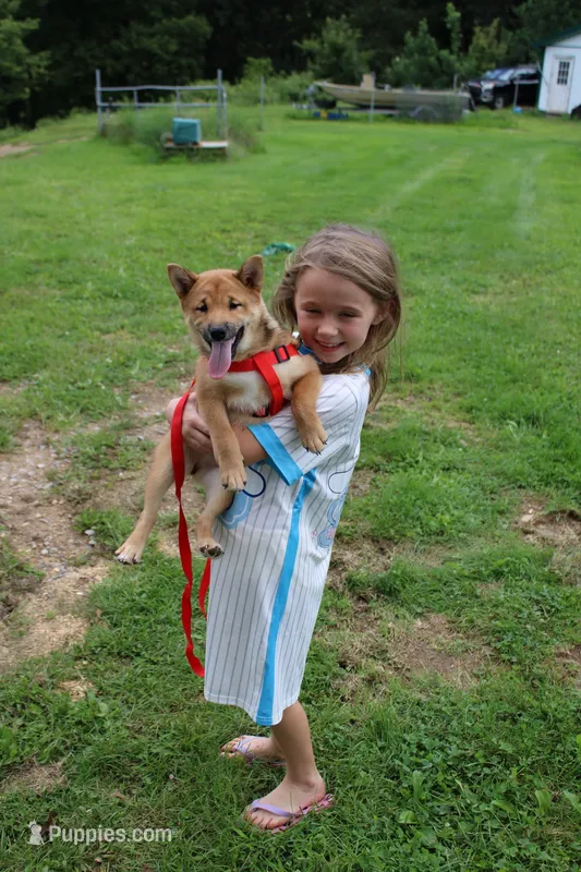 AKC KitKat – Shiba Inu puppy for sale in New Bloomfield, PA
