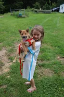 AKC KitKat, a female Shiba Inu for sale in New Bloomfield, PA – 5 of 10