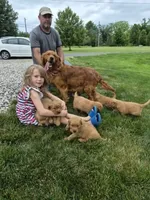 AKC Bob, a male Golden Retriever for sale in New Bloomfield, PA – 6 of 8