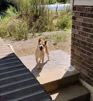 Pound Cake, a male Shiba Inu for sale in New Bloomfield, PA – 8 of 9