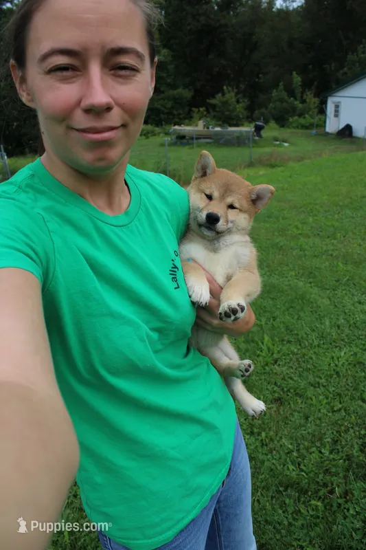 AKC Uno – Shiba Inu puppy for sale in New Bloomfield, PA