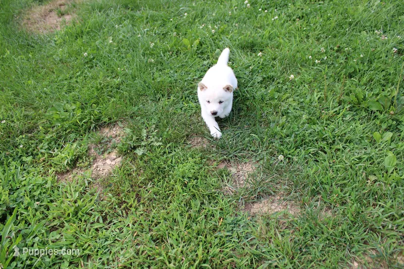 Pound Cake – Shiba Inu puppy for sale in New Bloomfield, PA