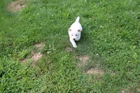 Pound Cake, a male Shiba Inu for sale in New Bloomfield, PA – 1 of 9