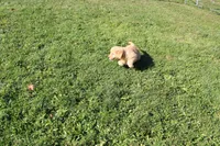 AKC Courage , a female Golden Retriever for sale in New Bloomfield, PA – 7 of 9