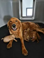 AKC Bonnie, a female Golden Retriever for sale in New Bloomfield, PA – 8 of 10