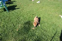 Charmeleon , a female Shiba Inu for sale in New Bloomfield, PA – 4 of 10