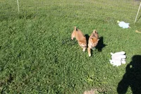 Charmeleon , a female Shiba Inu for sale in New Bloomfield, PA – 8 of 10