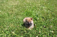Dark Chocolate , a female Shiba Inu for sale in New Bloomfield, PA – 2 of 10