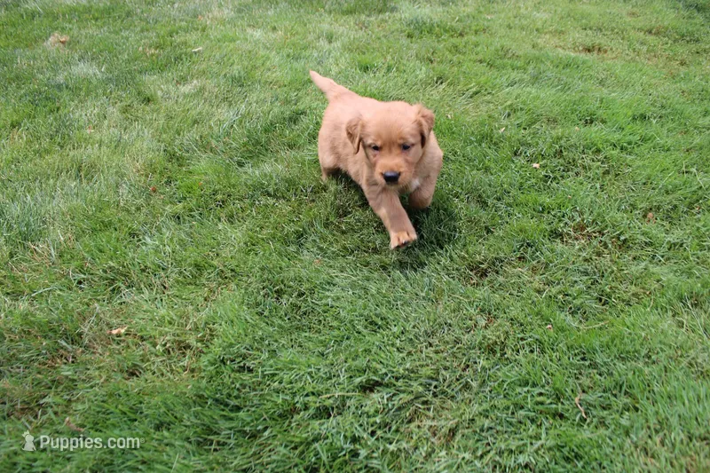 AKC Parr, a male Golden Retriever for sale in New Bloomfield, PA – 1 of 10
