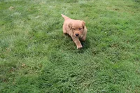 AKC Parr, a male Golden Retriever for sale in New Bloomfield, PA – 1 of 10