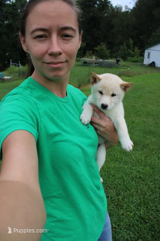 Fruit Cake – Shiba Inu puppy for sale in New Bloomfield, PA