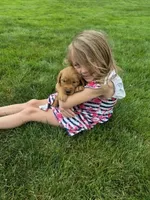 AKC Helen , a female Golden Retriever for sale in New Bloomfield, PA – 5 of 8